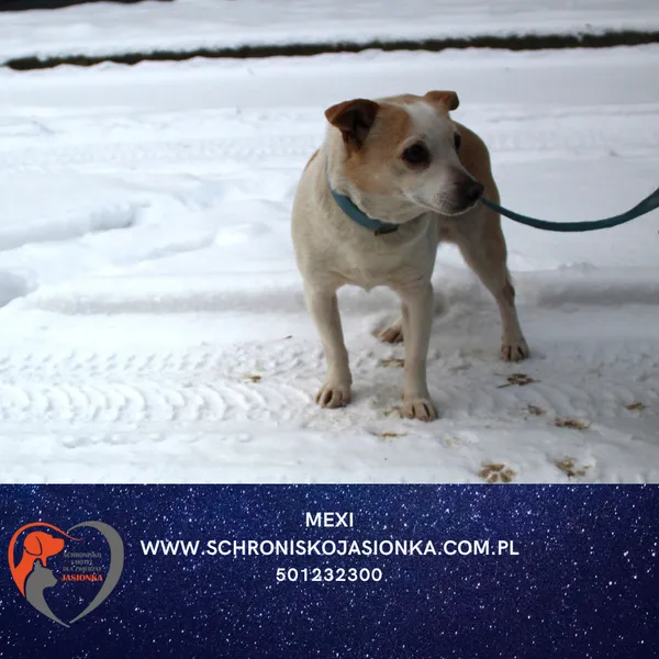 Pies do adopcji, Dębniak, 8 stycznia 2026