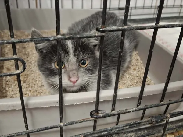 Znaleziono kota, Sosnowiec, 6 stycznia 2026