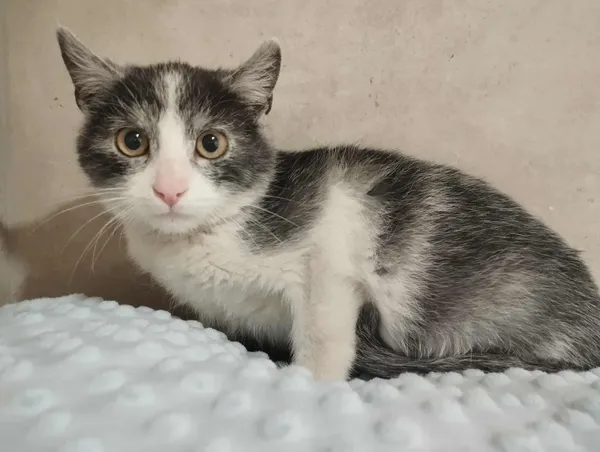 Znaleziono kota, Sosnowiec, 6 stycznia 2026 (1/2)