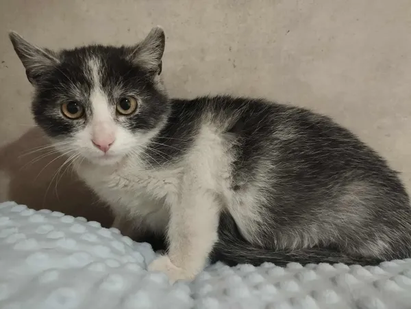 Znaleziono kota, Sosnowiec, 6 stycznia 2026 (2/2)