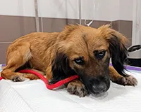 Znaleziono psa, Siedlce, 8 stycznia 2026