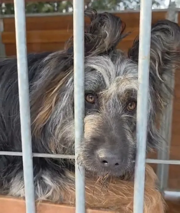 Pies do adopcji, Radom, 8 stycznia 2026