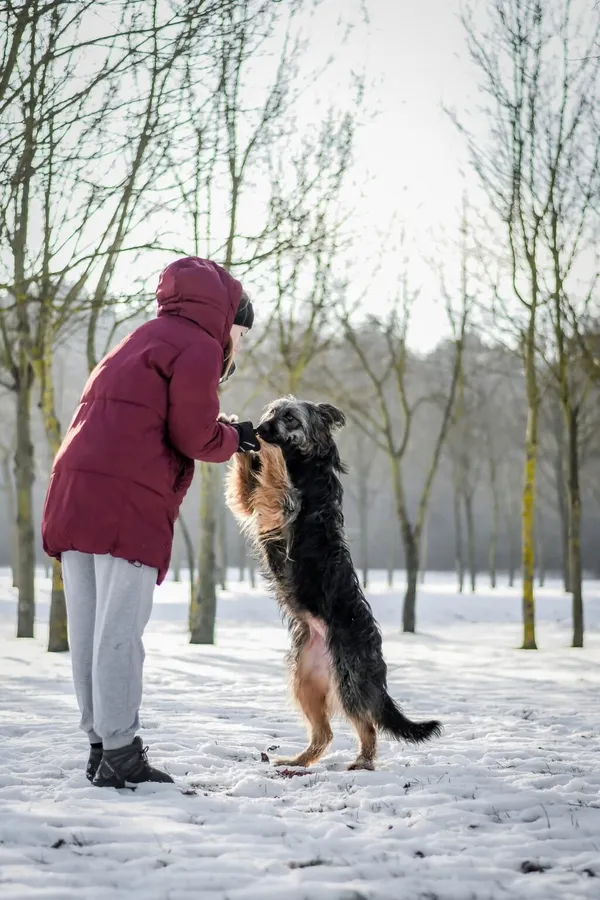 Pies do adopcji, Radom, 28 stycznia 2026 (3/5)