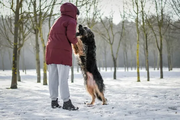 Pies do adopcji, Radom, 28 stycznia 2026 (4/5)