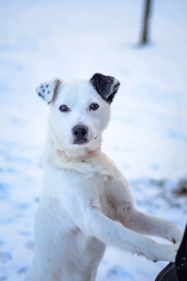 Pies do adopcji, Radom, 8 stycznia 2026 (2/5)