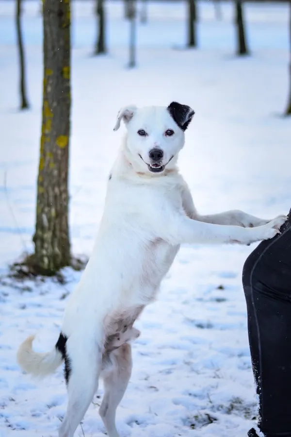 Pies do adopcji, Radom, 8 stycznia 2026 (3/5)