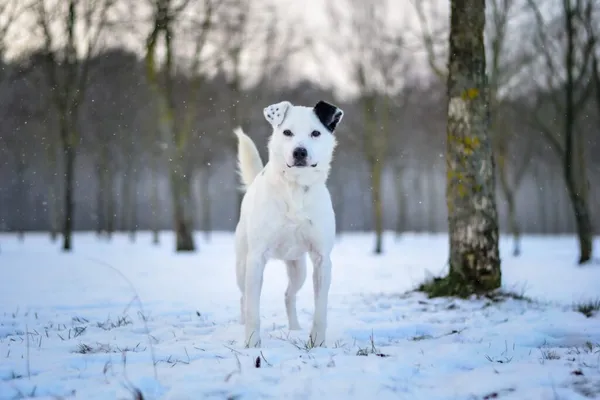 Pies do adopcji, Radom, 8 stycznia 2026 (4/5)