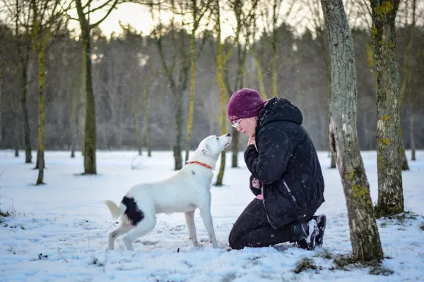 Pies do adopcji, Radom, 8 stycznia 2026 (5/5)