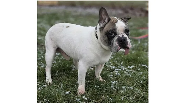 Znaleziono psa, Wrocław, 18 listopada 2025