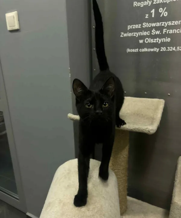 Znaleziono kota, Olsztyn, 5 stycznia 2026