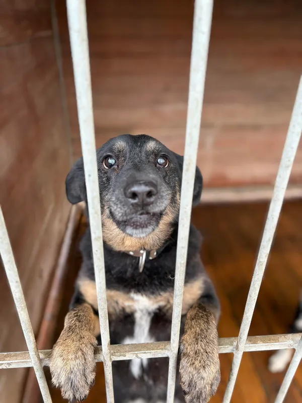 Oddam psa, Warszawa, Tarchomin, 9 stycznia 2026