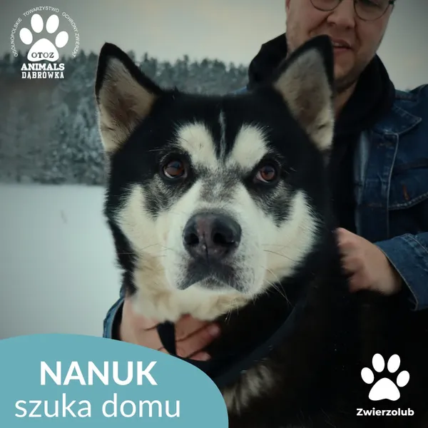 Pies do adopcji, Dąbrówka, 9 stycznia 2026 (1/4)