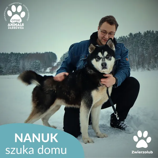 Pies do adopcji, Dąbrówka, 9 stycznia 2026 (2/4)