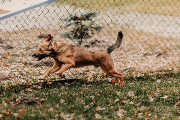 Pies do adopcji, Czartki, 8 stycznia 2026 (1/5)