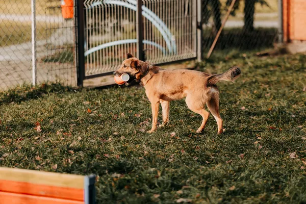 Pies do adopcji, Czartki, 8 stycznia 2026 (2/5)