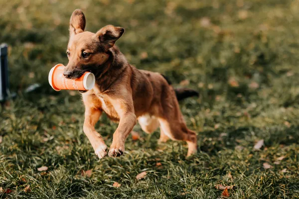 Pies do adopcji, Czartki, 8 stycznia 2026 (4/5)