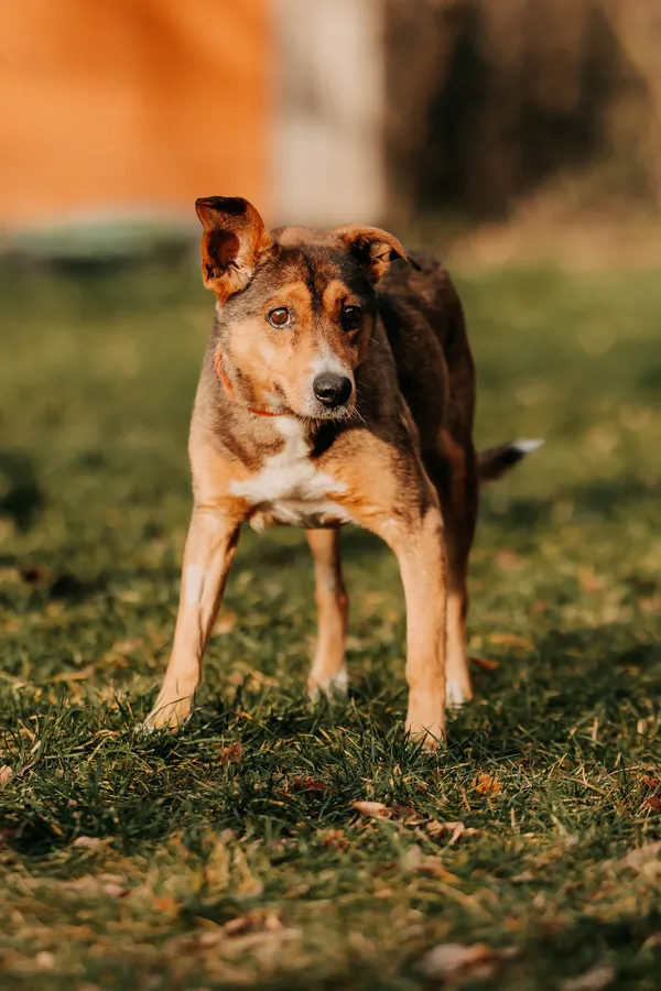 Pies do adopcji, Czartki, 9 stycznia 2026 (3/5)