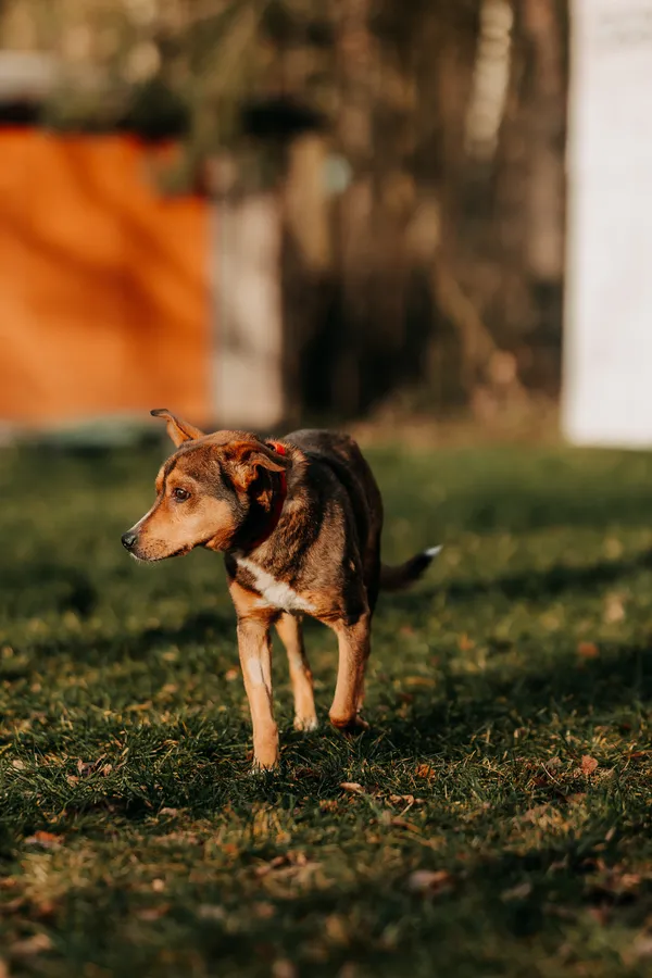 Pies do adopcji, Czartki, 9 stycznia 2026 (4/5)