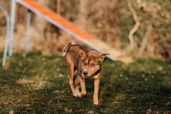 Pies do adopcji, Czartki, 9 stycznia 2026 (5/5)