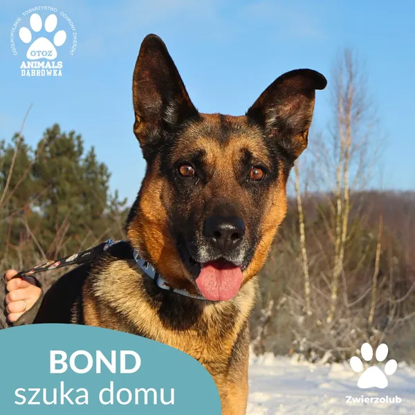 Pies do adopcji, Dąbrówka, 9 stycznia 2026 (1/4)