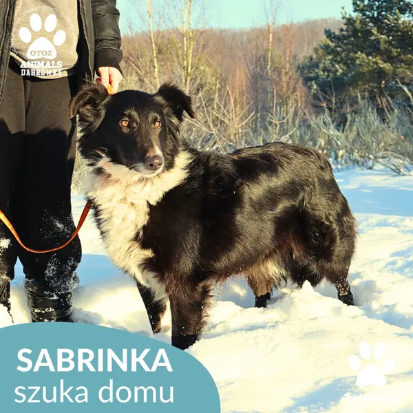 Pies do adopcji, Dąbrówka, 9 stycznia 2026 (2/4)
