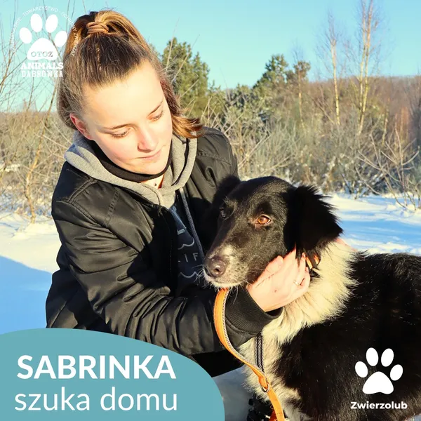 Pies do adopcji, Dąbrówka, 9 stycznia 2026 (3/4)