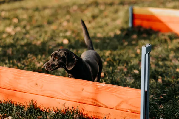 Pies do adopcji, Czartki, 9 stycznia 2026 (1/5)