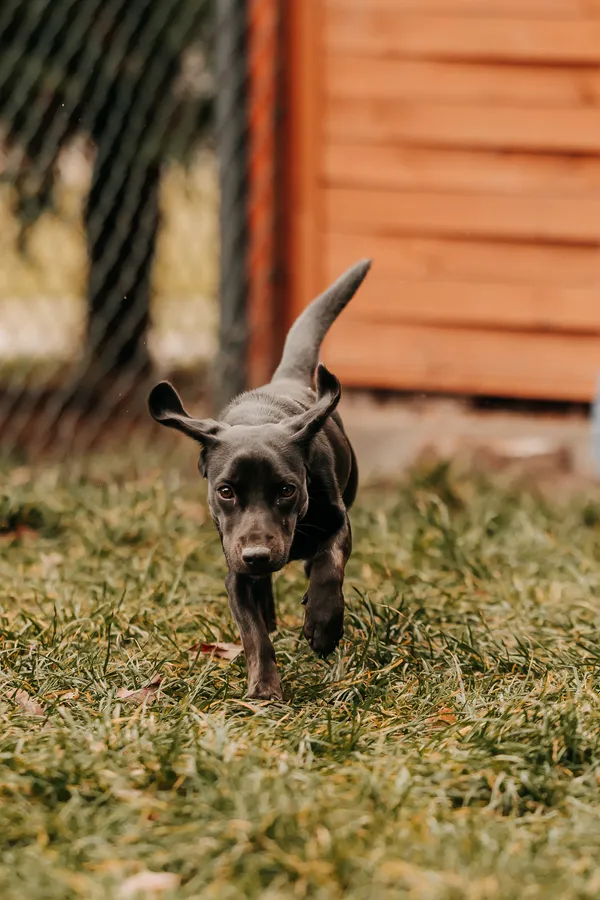 Pies do adopcji, Czartki, 9 stycznia 2026 (3/5)