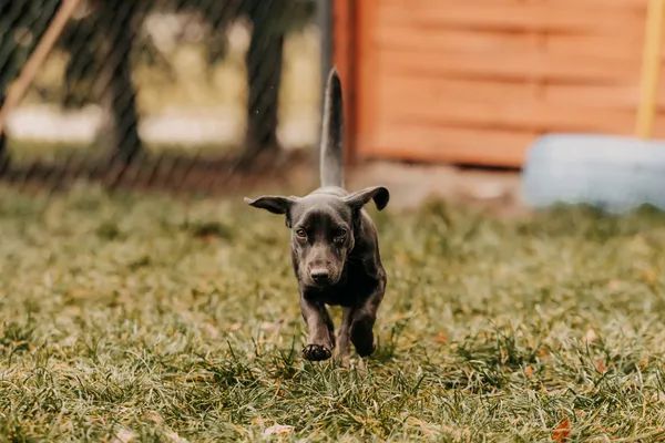 Pies do adopcji, Czartki, 9 stycznia 2026 (4/5)