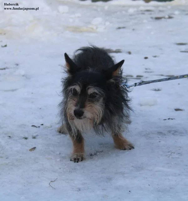 Pies do adopcji, Nowy Dwór Mazowiecki, 9 stycznia 2026 (2/5)