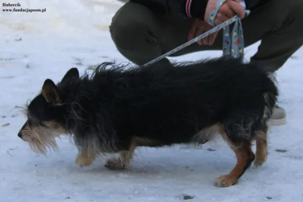 Pies do adopcji, Nowy Dwór Mazowiecki, 9 stycznia 2026 (4/5)