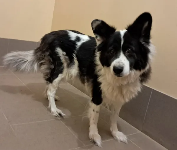 Znaleziono psa, Olsztyn, 27 grudnia 2025