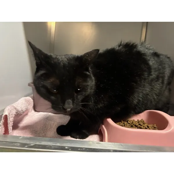 Znaleziono kota, Białystok, 9 stycznia 2026