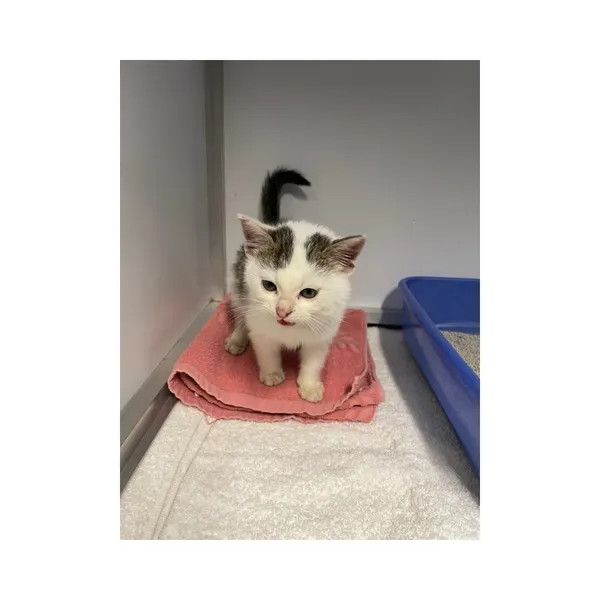 Znaleziono kota, Białystok, 6 grudnia 2025