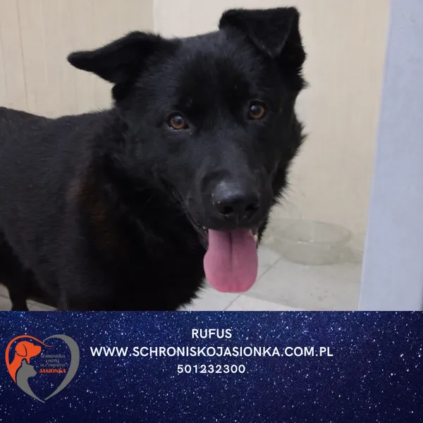 Pies do adopcji, Dębniak, 9 stycznia 2026