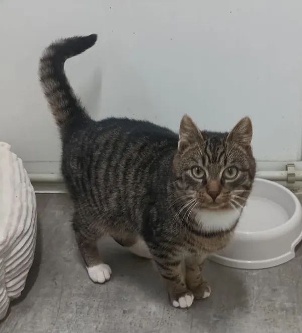 Znaleziono kota, Pieckowo, 9 stycznia 2026 (1/2)