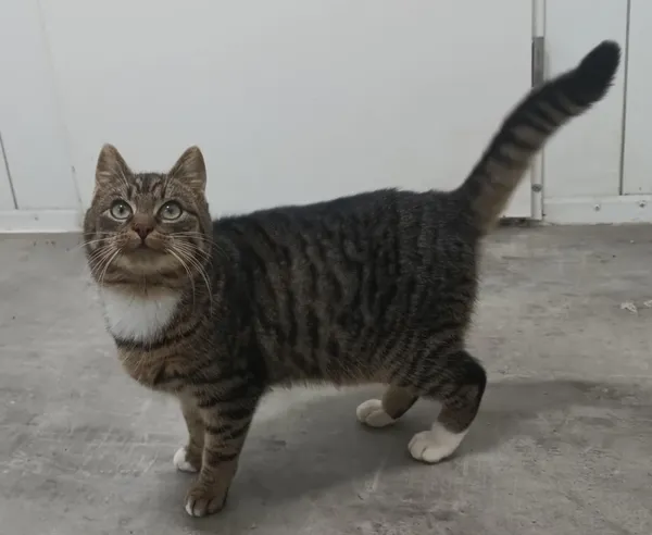 Znaleziono kota, Pieckowo, 9 stycznia 2026 (2/2)