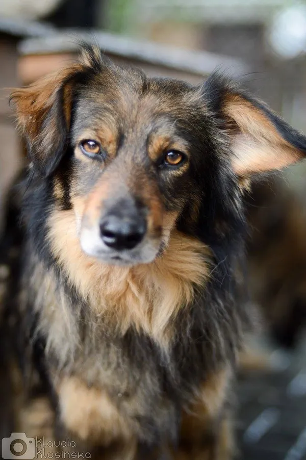 Oddam psa, Elbląg, Witoszewo, 10 stycznia 2026 (1/4)