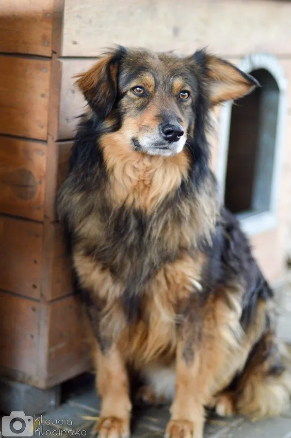 Oddam psa, Elbląg, Witoszewo, 10 stycznia 2026 (3/4)