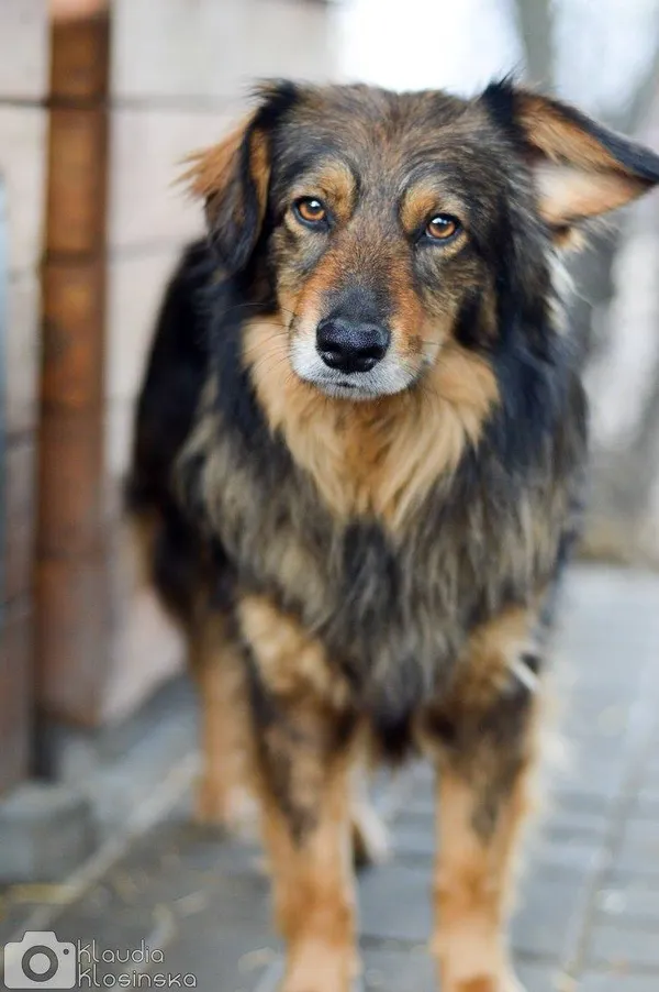 Oddam psa, Elbląg, Witoszewo, 10 stycznia 2026 (4/4)