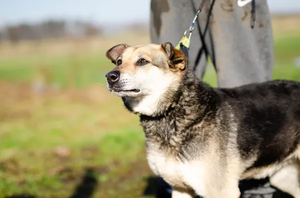 Oddam psa, Elbląg, Kamionka, 10 stycznia 2026 (2/3)