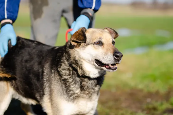 Oddam psa, Elbląg, Kamionka, 10 stycznia 2026 (3/3)