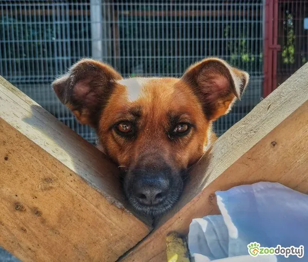 Oddam psa, Elbląg, Zdrój, 10 stycznia 2026 (3/4)