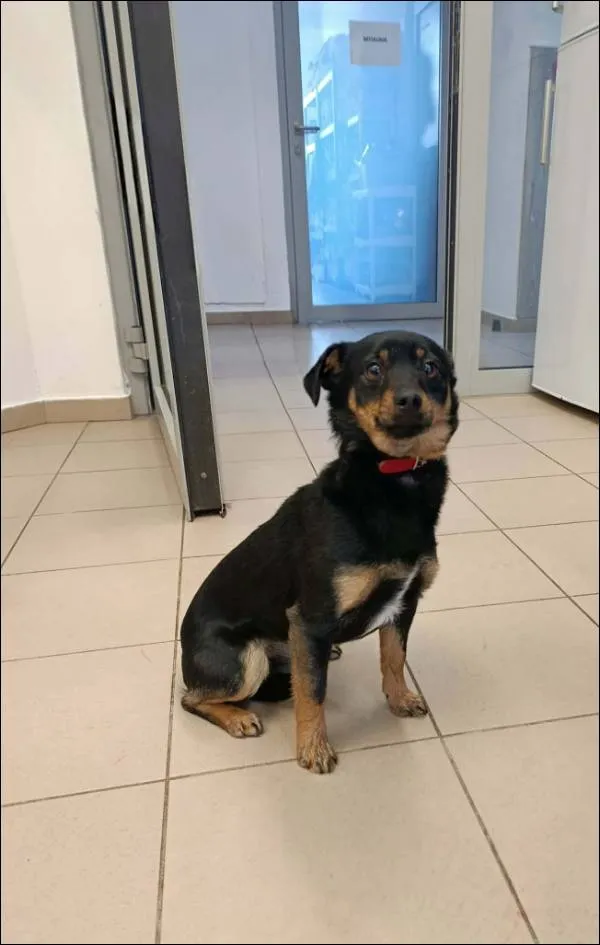 Znaleziono psa, Grudziądz, 9 stycznia 2026