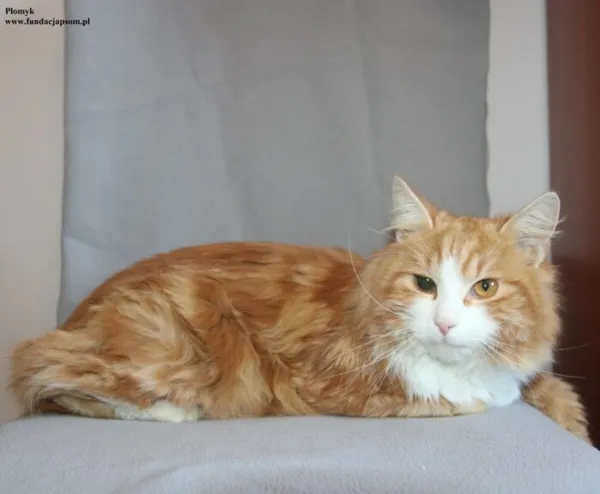 Kot do adopcji, Nowy Dwór Mazowiecki, 9 stycznia 2026 (1/5)