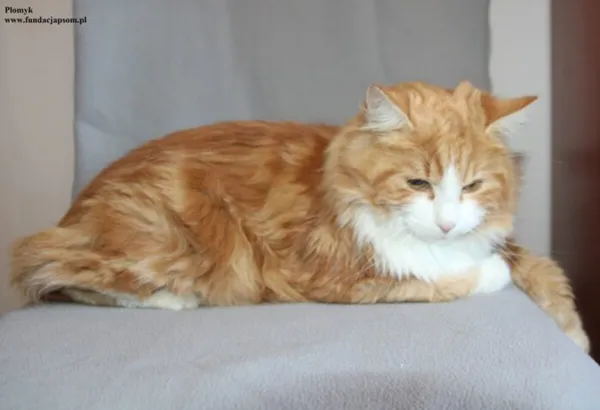 Kot do adopcji, Nowy Dwór Mazowiecki, 9 stycznia 2026 (2/5)