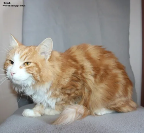 Kot do adopcji, Nowy Dwór Mazowiecki, 9 stycznia 2026 (3/5)