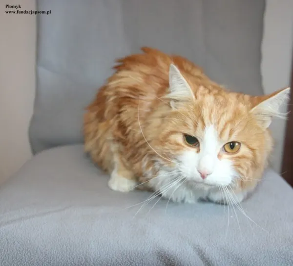 Kot do adopcji, Nowy Dwór Mazowiecki, 9 stycznia 2026 (4/5)