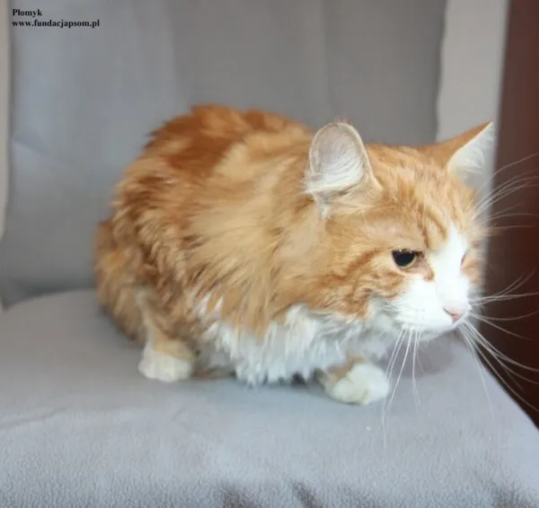 Kot do adopcji, Nowy Dwór Mazowiecki, 9 stycznia 2026 (5/5)