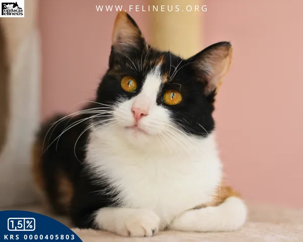 Kot do adopcji, Chmielnik, 10 stycznia 2026 (3/6)